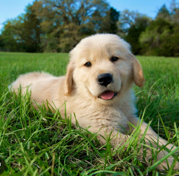 — Daniel T, Austin